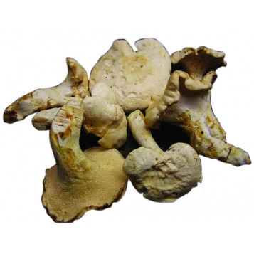 Mushroom And More Sığır Dili Mantarı Donuk 10 Kg